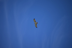 Circaetus gallicus