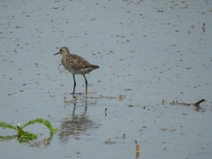Tringa glareola