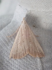 Macrochilo louisiana