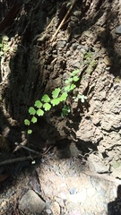 Adiantum soboliferum