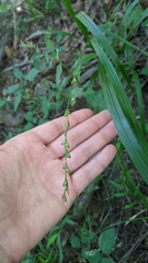 Diarrhena obovata
