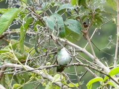 Elliotomyia chionogaster