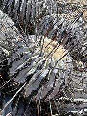 Copiapoa dealbata