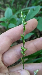 Diarrhena obovata