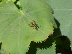 Vespinae