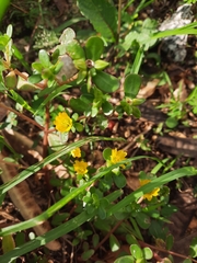 Portulaca