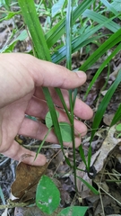 Diarrhena obovata