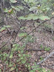 Cercis canadensis texensis