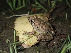 Discoglossus galganoi