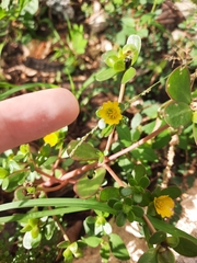 Portulaca