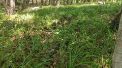 Diarrhena obovata