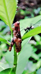 Insecta