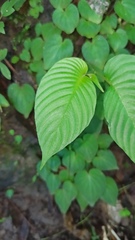 Rhynchoglossum obliquum