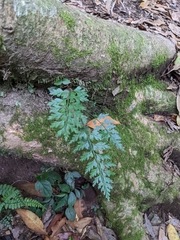 Asplenium wilfordii