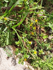 Portulaca