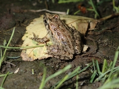 Discoglossus galganoi
