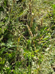 Poaceae