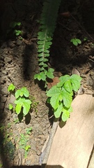 Elatostema cuneatum