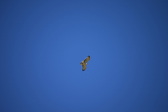 Circaetus gallicus