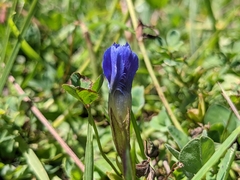 Gentianopsis ciliata