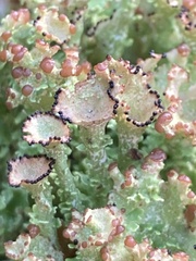 Cladonia gracilis