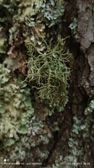 Usnea hirta