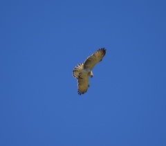Circaetus gallicus