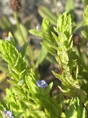 Stemodia maritima