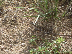 Aspidoscelis exsanguis