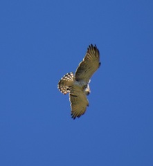 Circaetus gallicus