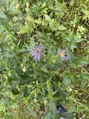 Symphyotrichum puniceum