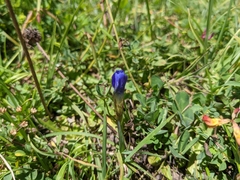 Gentianopsis ciliata