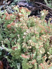 Cladonia gracilis
