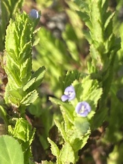 Stemodia maritima