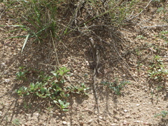 Aspidoscelis exsanguis