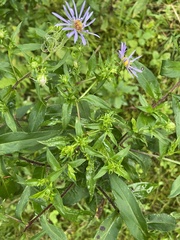 Symphyotrichum puniceum