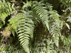 Metathelypteris gracilescens