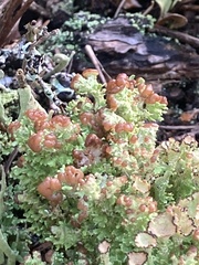 Cladonia gracilis