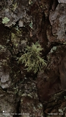 Usnea hirta