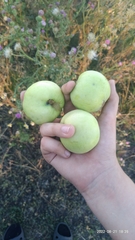 Malus sylvestris