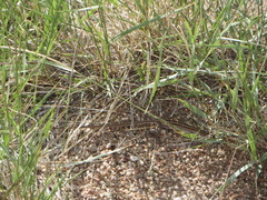 Aspidoscelis exsanguis