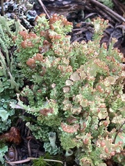 Cladonia gracilis