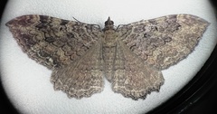 Rheumaptera meadii