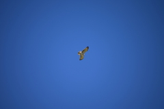 Circaetus gallicus