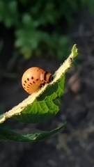 Leptinotarsa decemlineata