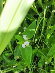 Commelina erecta