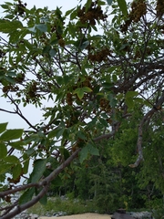 Fraxinus pennsylvanica