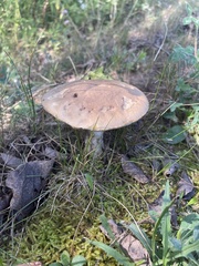 Leccinum
