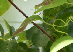 Leptophyes punctatissima