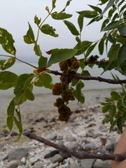 Fraxinus pennsylvanica